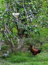 A rooster vs a hen in farm eating fig fruit