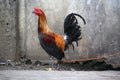 Rooster waits for cockfight