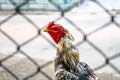 The rooster walk in a cage. Then watch to another approach the hen,