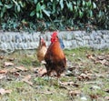 rooster on a walk