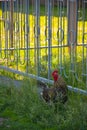 A rooster in the farm in russia