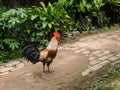 a rooster walking on a block road, countryside