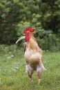 Rooster walking on green grass in the morning in the village in the summer