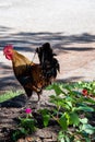 A rooster walking on the ground.