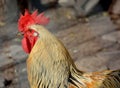 Rooster Royalty Free Stock Photo