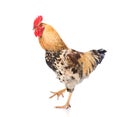 Rooster walking in profile. isolated on white background