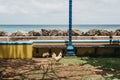 Rooster walking by the sea in Speightstown, Barbados.