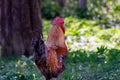 The rooster walks in the garden Royalty Free Stock Photo
