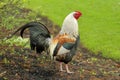 Rooster standing tall in the grass