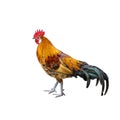 Rooster on white background