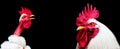 Rooster white color with a bare neck isolated on black background. Copy space. Panoramic view