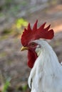 Rooster Royalty Free Stock Photo