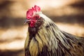 Rooster with white feathers around head and brown body