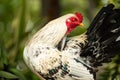 Rooster with white plumage and black tail on farm. White black color rooster standing in a green nature background Royalty Free Stock Photo