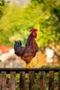 Rooster on a wooden fence in the morning , country side wake up call