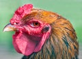 Rooster (close up) Royalty Free Stock Photo