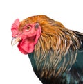 A rooster (close up), isolated Royalty Free Stock Photo