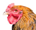 A rooster (close up), isolated