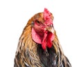 Rooster (close up), isolated