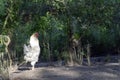 Rooster, also known as a cockerel or cock, an adult male chicken in Free Range Poultry Farm Royalty Free Stock Photo