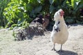 Rooster, also known as a cockerel or cock, an adult male chicken in Free Range Poultry Farm Royalty Free Stock Photo