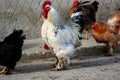 A rooster in the yard of our cousin.