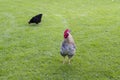 Rooster and hen in the yard Royalty Free Stock Photo