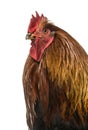 Rooster, 2 years old, isolated