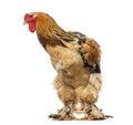 Rooster, 2 years old, isolated