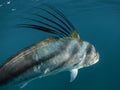 Roosterfish swimming away underwater Royalty Free Stock Photo