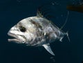 Roosterfish swimming underwater in warm waters Royalty Free Stock Photo