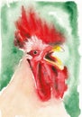 Roosterl closeup artwork portrait. Watercolor hand drawn on watercolour paper texture