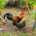 Roosters Asian species