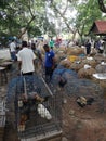 Roosters in cages on sale in Sanpatong Saturday buffalo market in Chiang Mai Thailand.