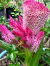 roosters comb flower