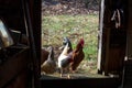 Roosters in a doorway of an abandoned shed