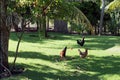 Roosters in backyard