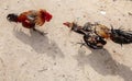 Roosters fight in Bali Royalty Free Stock Photo