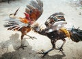 Roosters fight in Bali Royalty Free Stock Photo