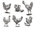 Roosters, hens and chickens