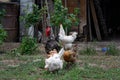 Roosters and hens are free range. Rooster and chickens grazing on the grass on backyard