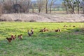 Roosters and hens on meadow