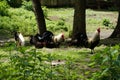 roosters and hens roam freely on a farm under the trees