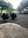 Roosters and turkeys walk around the yard. Domestic bird