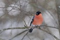 Roosting bullfinch in a winter landscape.