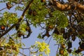 Roosting colony of fruit bats