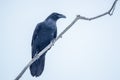 Roosting Raven - Bad Omen - Superstition - Myth Royalty Free Stock Photo