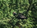 Roosting vulture Royalty Free Stock Photo