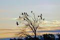 Roosting Waterfowl Silhouette