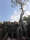 Root of ancient banyan tree in Angkor Wat, Cambodia